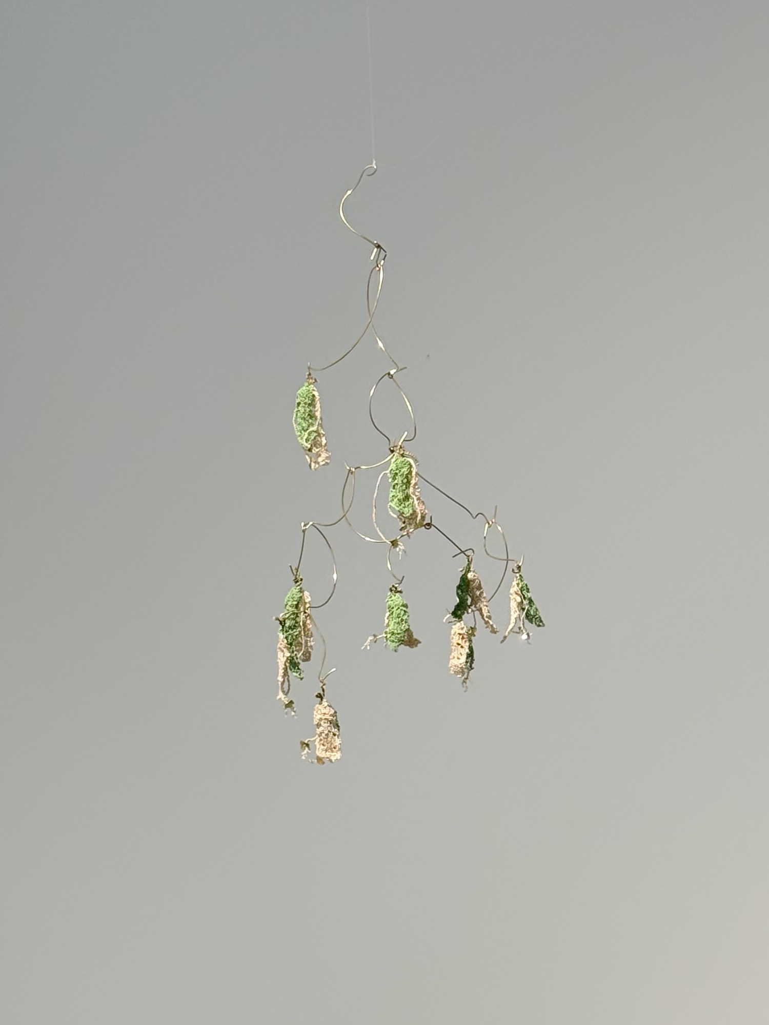 맞닿은 공백 — 보리수 (Linden)